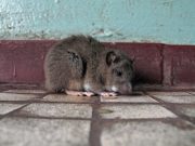Как избавиться от грызунов: помощь профессионалов