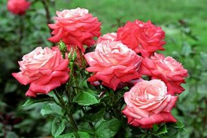 Высаживание роз: советы и рекомендации