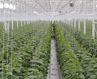 Особенности применения стекла для теплиц