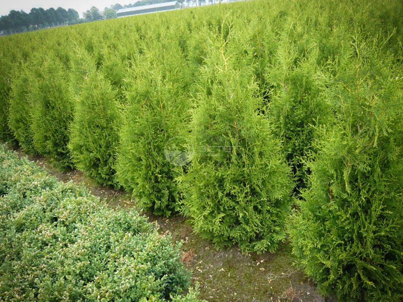 Туя западная Брабант: особенности выращивания и ухода