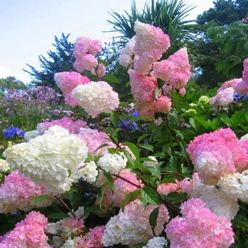 Какой грунт (почва) нужен для гортензии метельчатой?