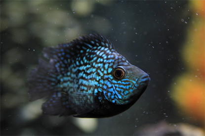 Интеграция аквариумов в современный интерьер — архитектурные и дизайнерские решения