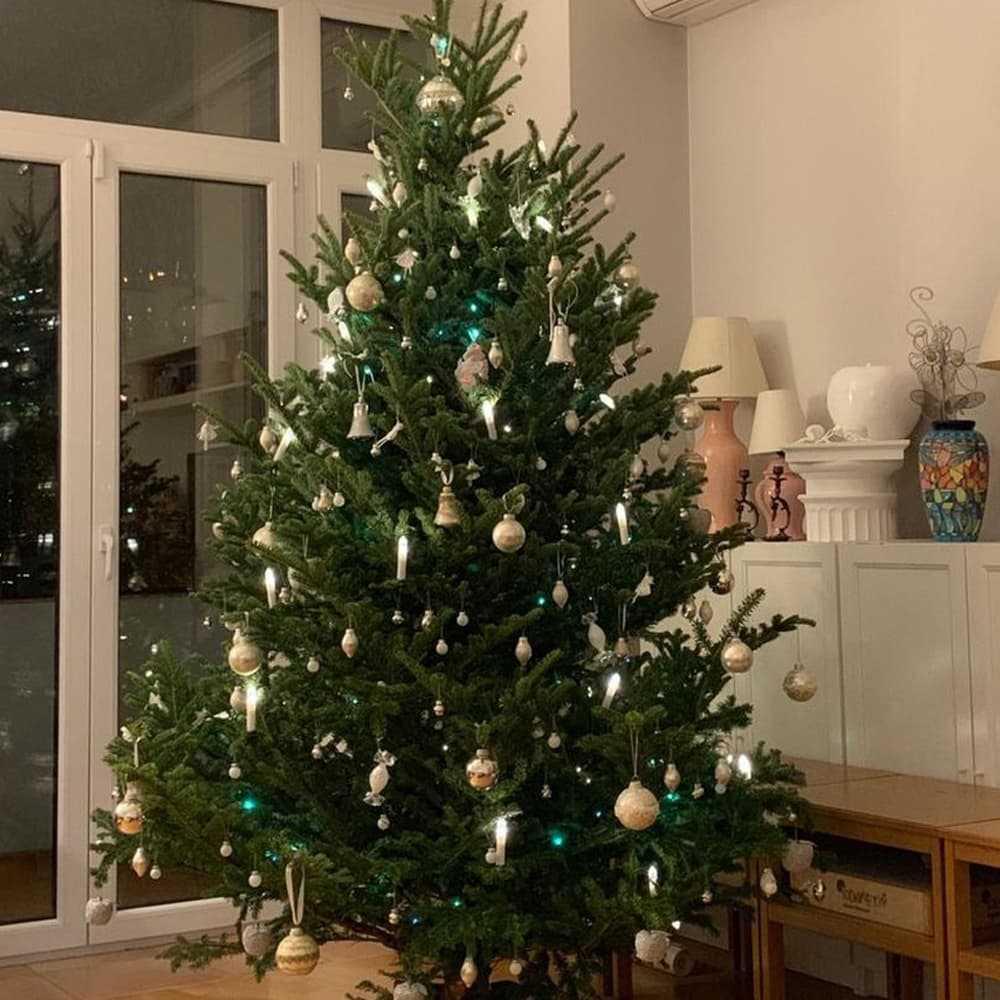 Пихта Фразера: Вечнозеленая Красавица для Вашего Дома