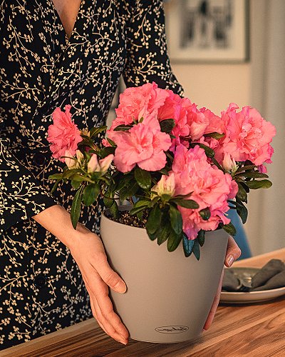 Лучшие модели кашпо «Лечуза» для офисных растений